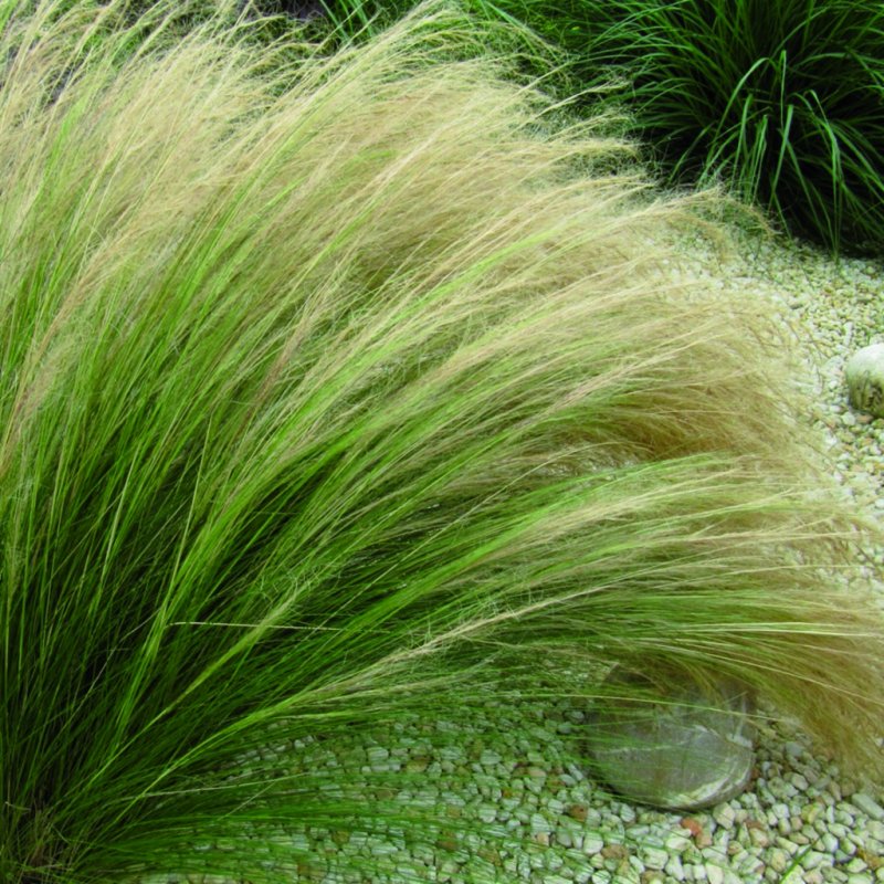 Aristida pennata Аристида перистая
