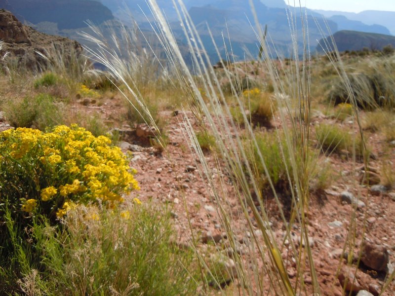 Нesperostipa spartea