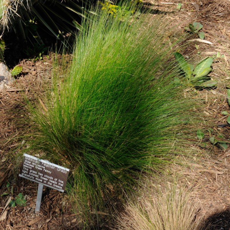 Nassella tenuissima