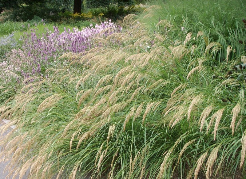 Ковыль перистый (Stipa pennata)