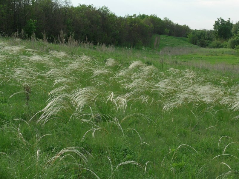 Ковыль перистый