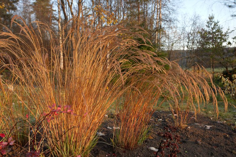 Achnatherum Calamagrostis