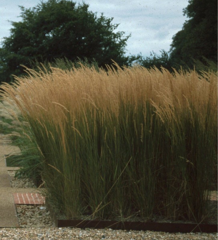 Stipa gigantea
