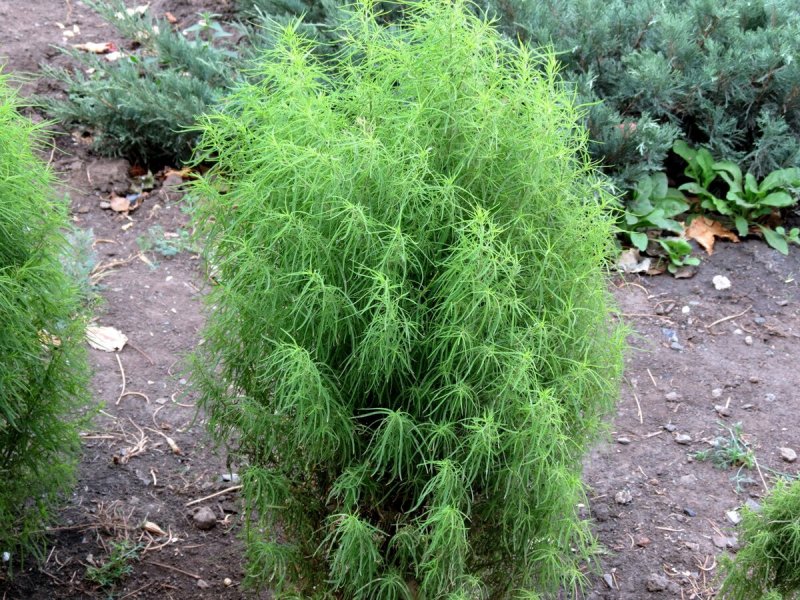 Кохия на клумбе