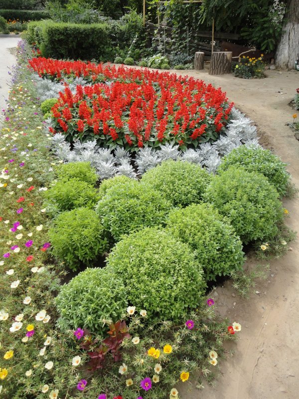 Кохия веничная (Kochia Scoparia)