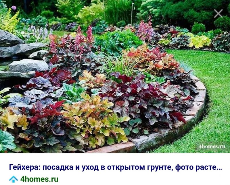 Многолетники почвопокровные гейхера