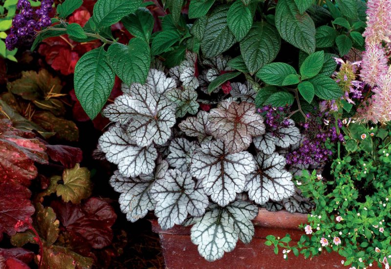 Гейхерелла Heucherella Gold Zebra