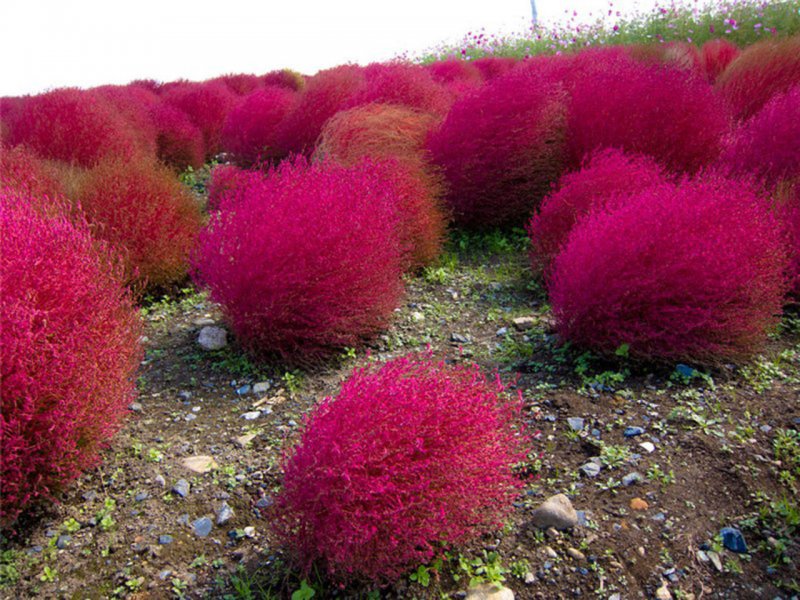 Кохия веничная (Kochia Scoparia)