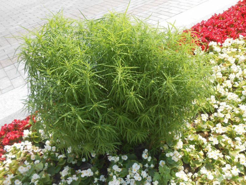 Кохия веничная (Kochia Scoparia)