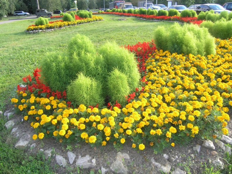 Кохия веничная