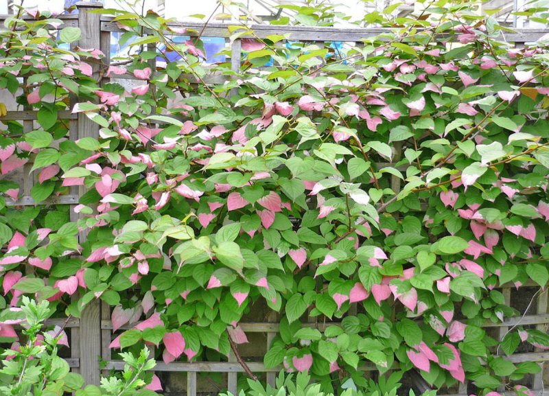 Fagus sylvatica Живая изгородь
