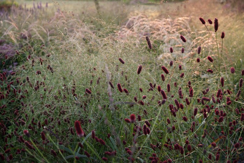 Кровохлёбка Sanguisórba officinális Red Thunder