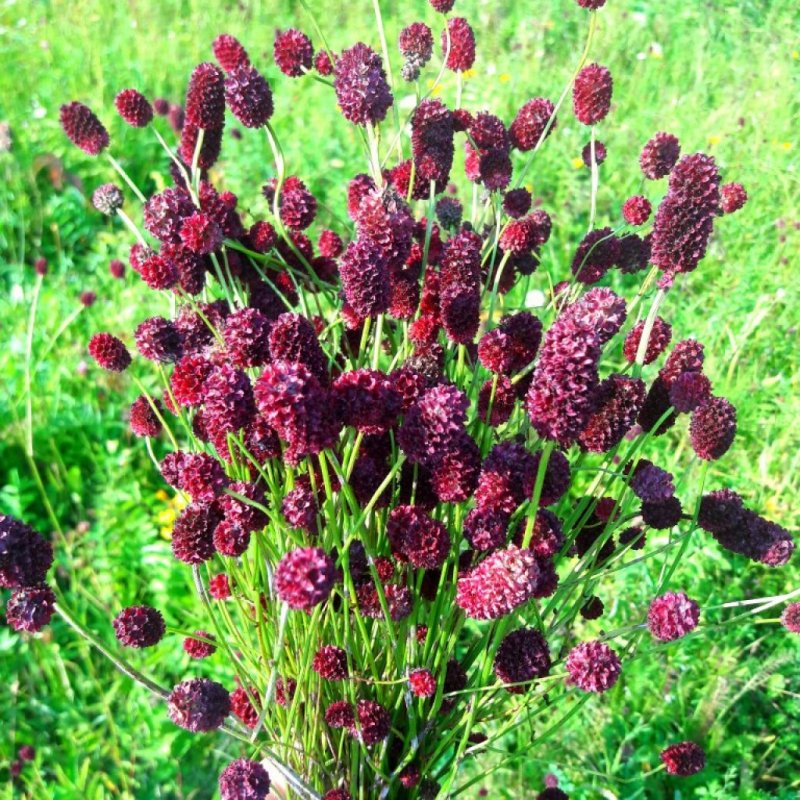 Кровохлебка menziesii