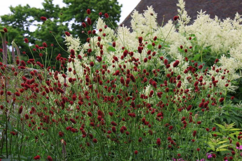 Sanguisorba officinalis Tanna