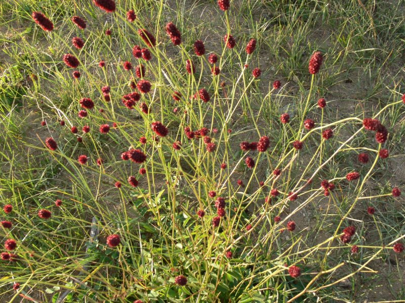 Кровохлёбка Sanguisórba officinális Red Thunder