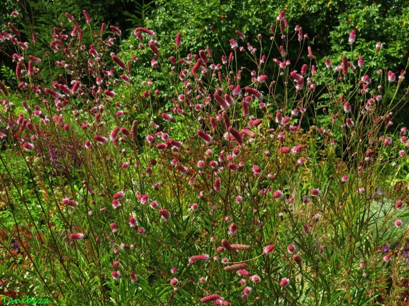 Кровохлебка Pink Tanna
