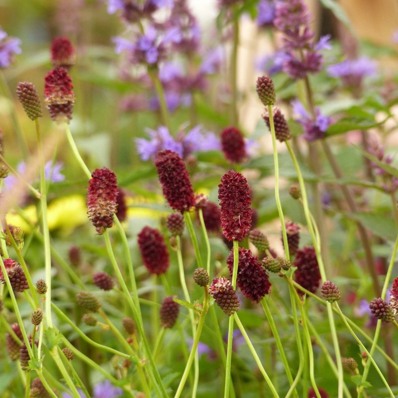 Кровохлёбка Sanguisórba officinális Red Thunder