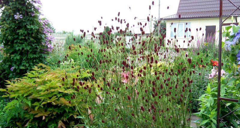 Кровохлебка Мензиса (Sanguisorba menziesii)