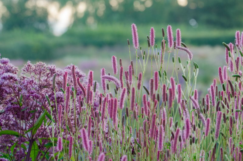 Кровохлебка канадская "Blackthorn" (Sanguisorba canadensis)
