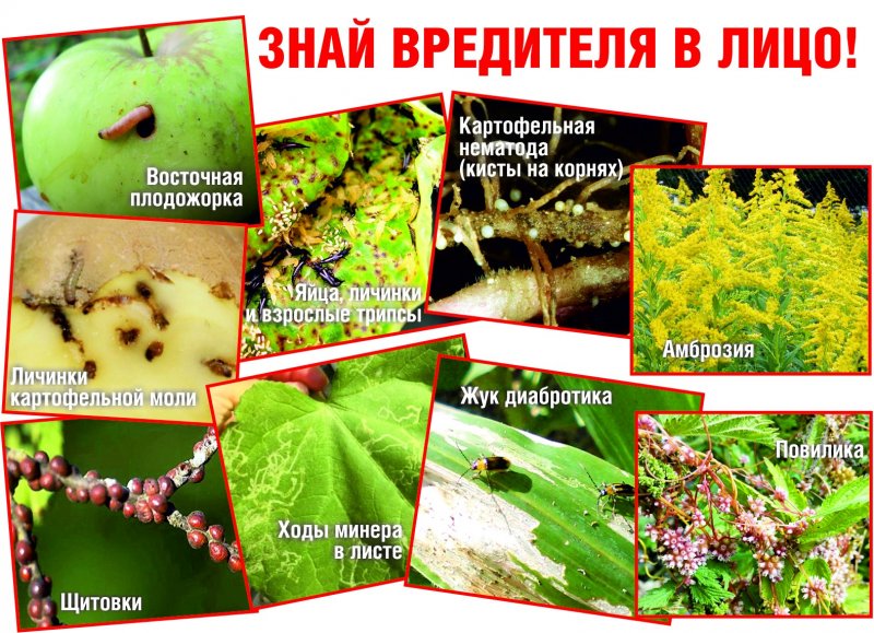 Вредные насекомые для огородников