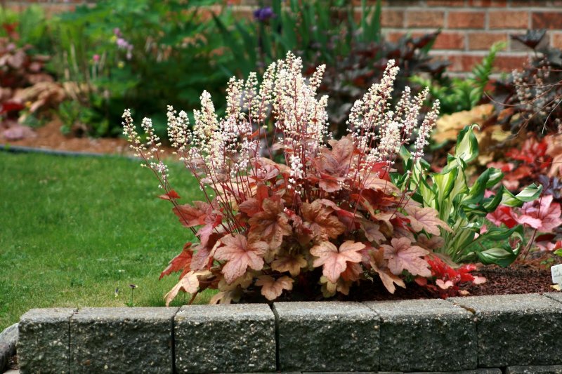Гейхера Heuchera Tokyo