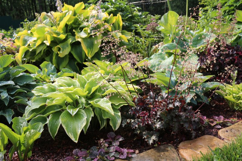 Hosta Heuchera Cappuccino