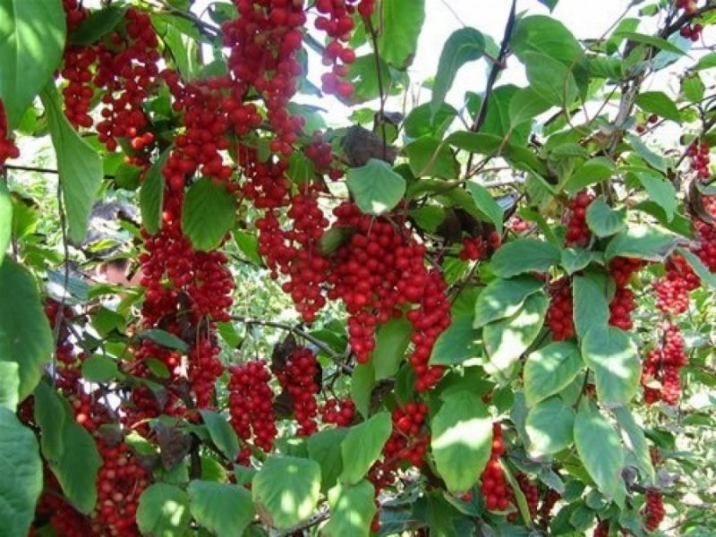 Лимонник китайский
