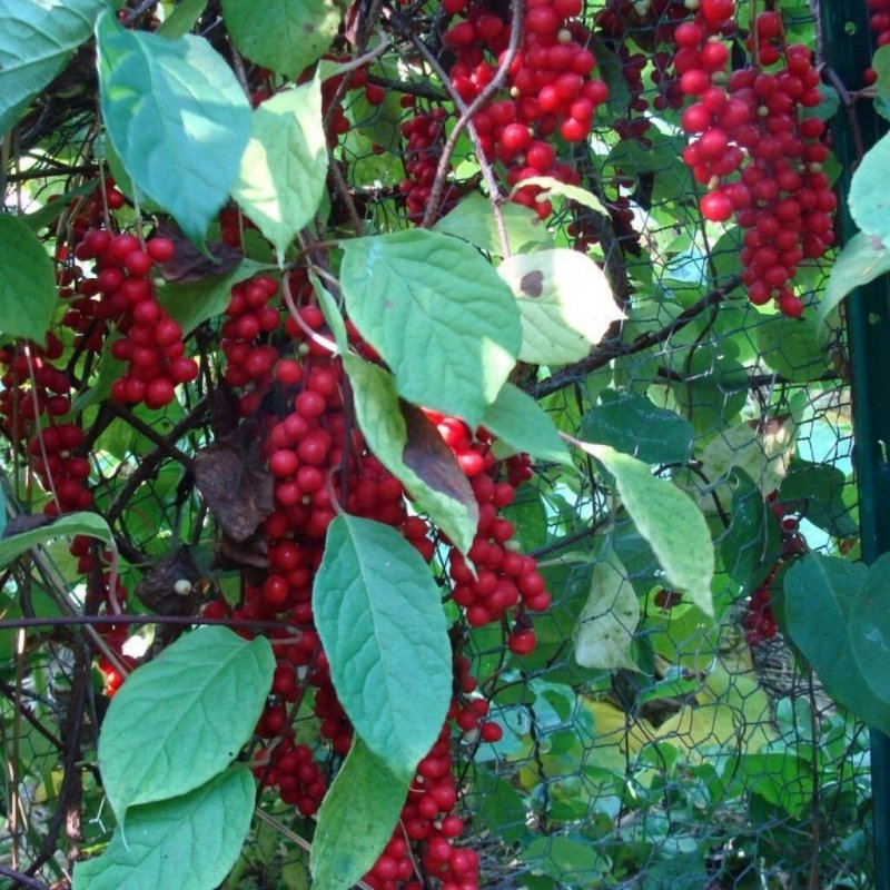 Лимонник шизандра