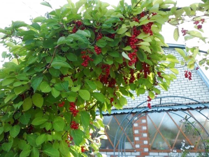 Лимонник китайский (Schisandra chinensis)