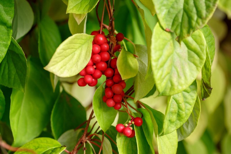 Лимонник китайский (Schizandra chinensis)