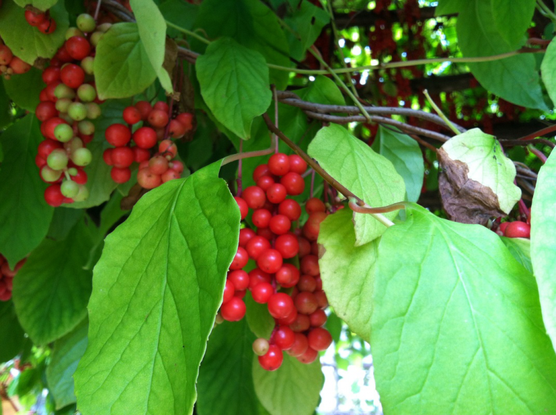 Лимонник китайский (Schizandra chinensis)