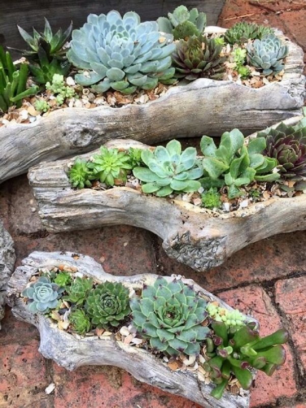 Молодило, «каменная роза» (Sempervivum)