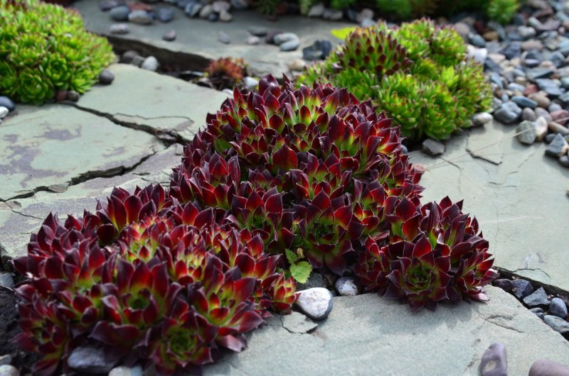 Молодило, «каменная роза» (Sempervivum)