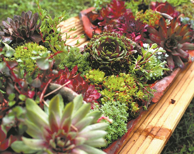 Альпийская живучка Sempervivum