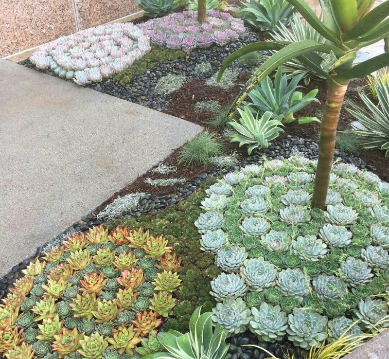 Молодило кровельное (Sempervivum tectorum)