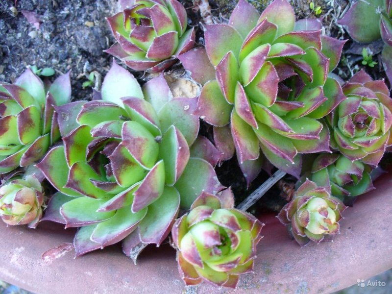 Молодило, «каменная роза» (Sempervivum)