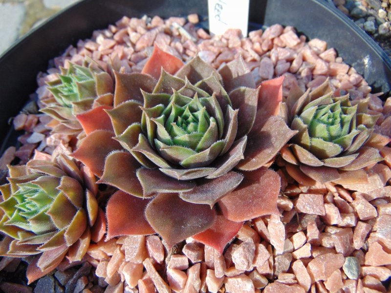 Молодило Sempervivum Purple Quartz