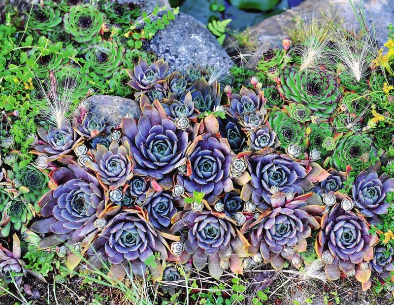Молодило, «каменная роза» (Sempervivum)