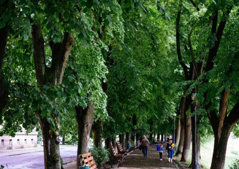 Липа крупнолистная Весна