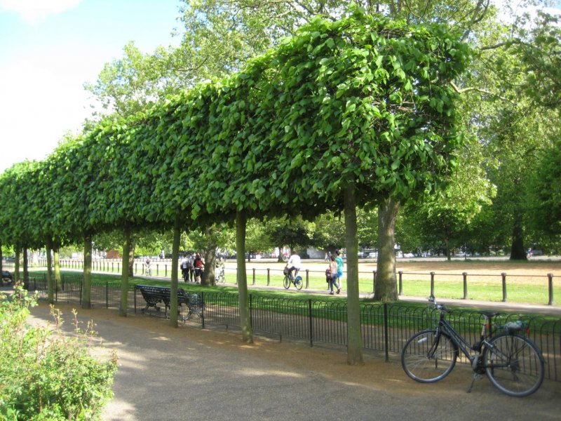 Липа крупнолистная Delft