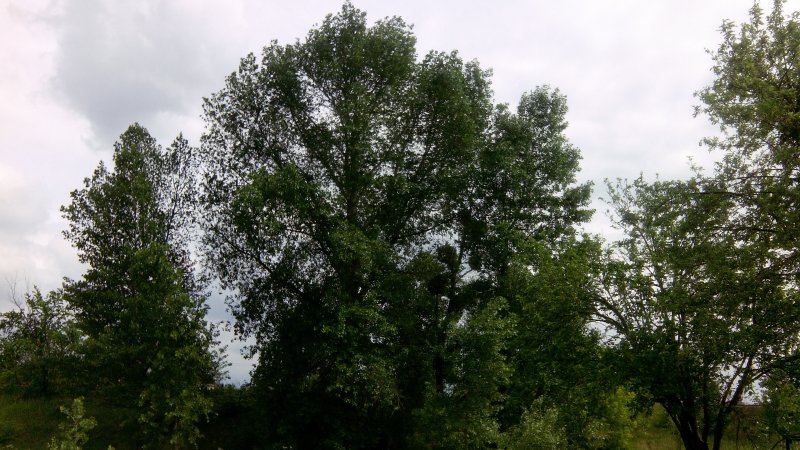 Проспект Ленина Великие Луки
