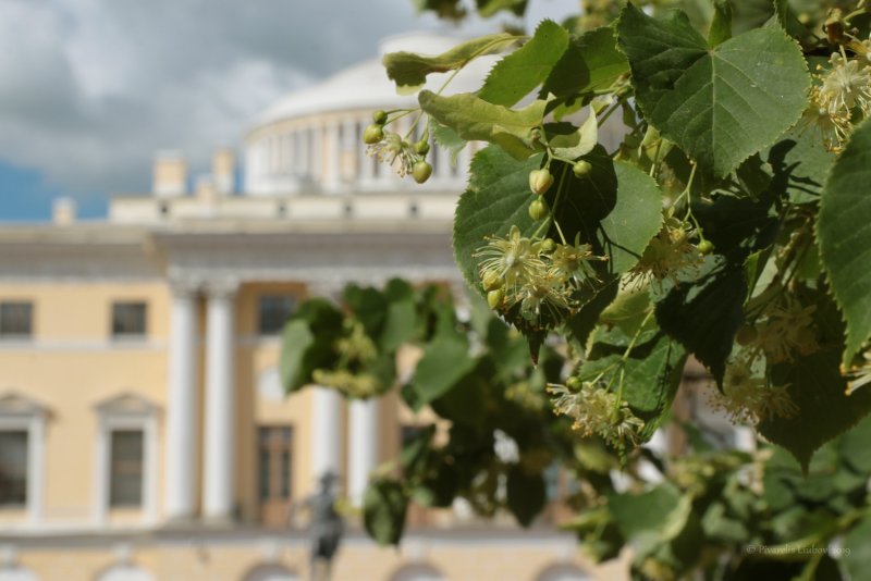 Липа крупнолистная лето