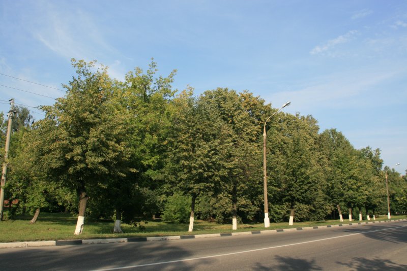 Липовые аллеи в Европе