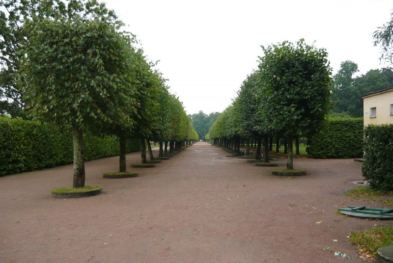 Липы в Петергофе