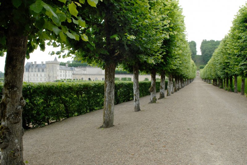 Липа мелколистная Tilia cordata