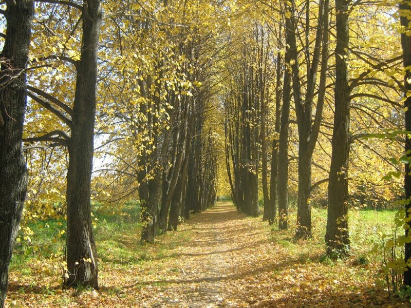 Липы мелкоцветной