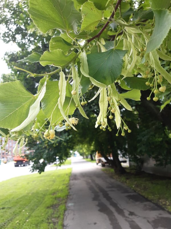 Tilia platyphyllos Kozak