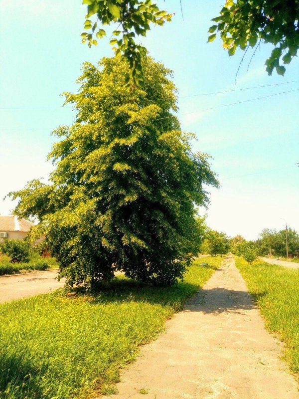 Липа мелколистная "Гринспайр" Tilia cordata 'Greenspire'