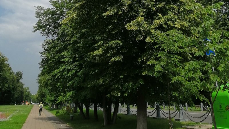 Липа мелколистная формованная