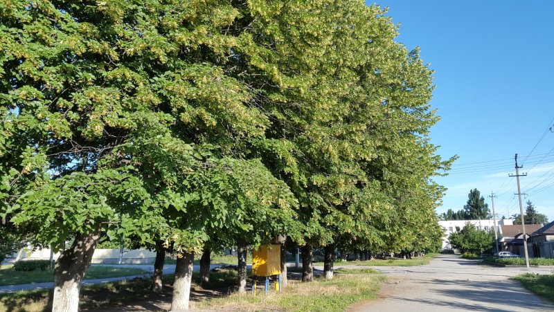 Липа в Махачкале
